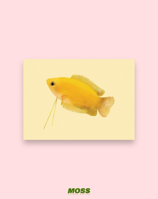 Honey Gourami A6 Print