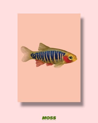 Emerald Danio A3 Print