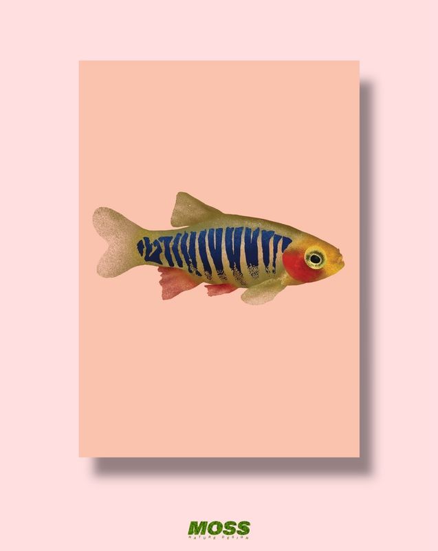 Emerald Danio A3 Print