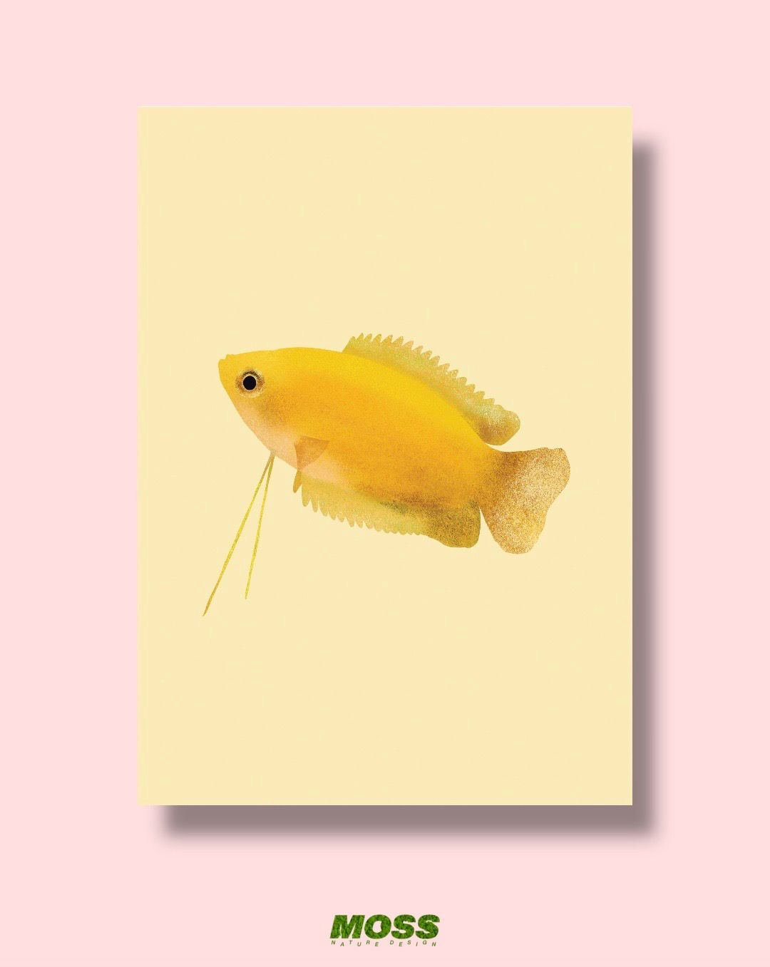 Honey Gourami A3 Print