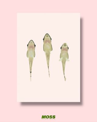 Otocinclus Trio A4 Print