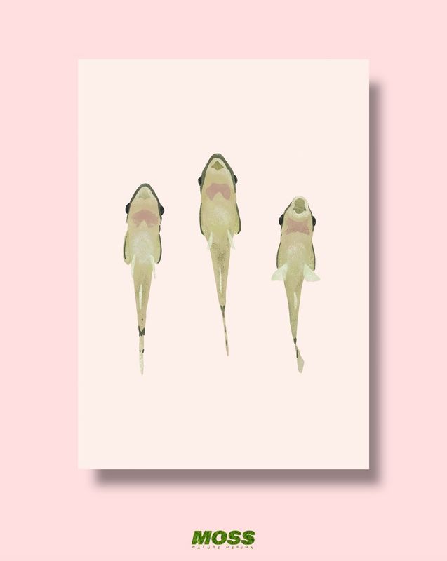 Otocinclus Trio A4 Print