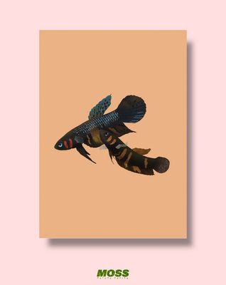 Betta Hendra A4 Print
