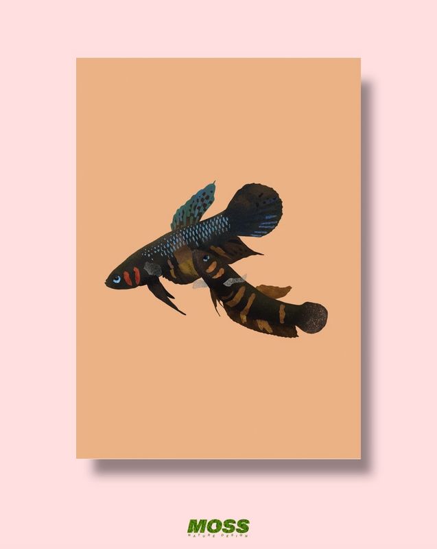 Betta Hendra A4 Print