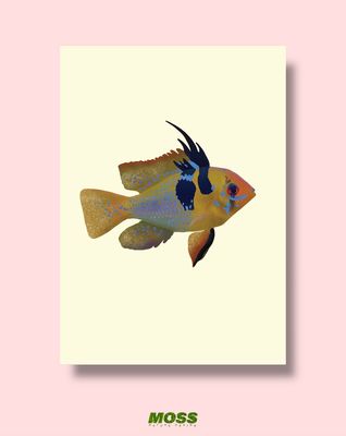 German Blue Ram A3 Print