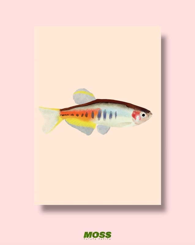 Glowlight Danio A3 Print