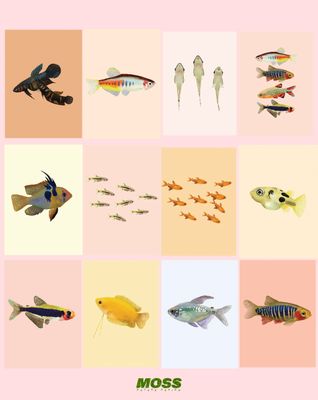 Art prints