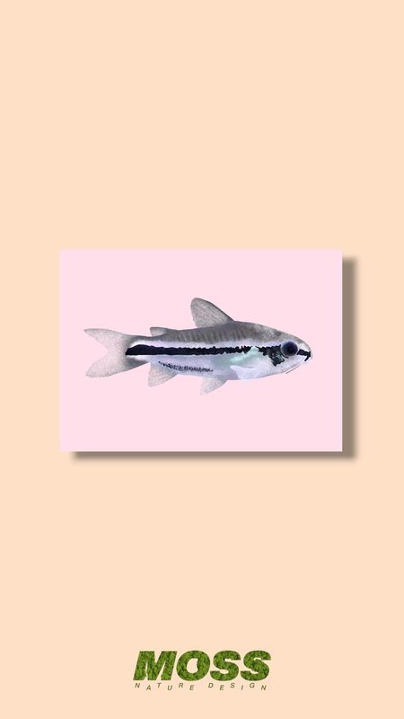 Pygmy Cory A5 Print