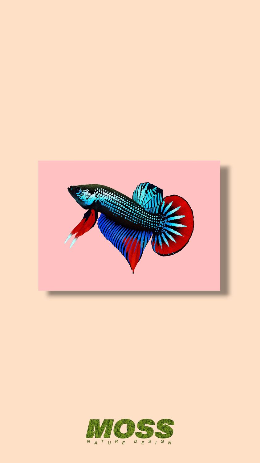 Betta Imbellis A5 Print