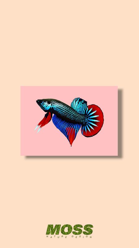 Betta Imbellis A5 Print