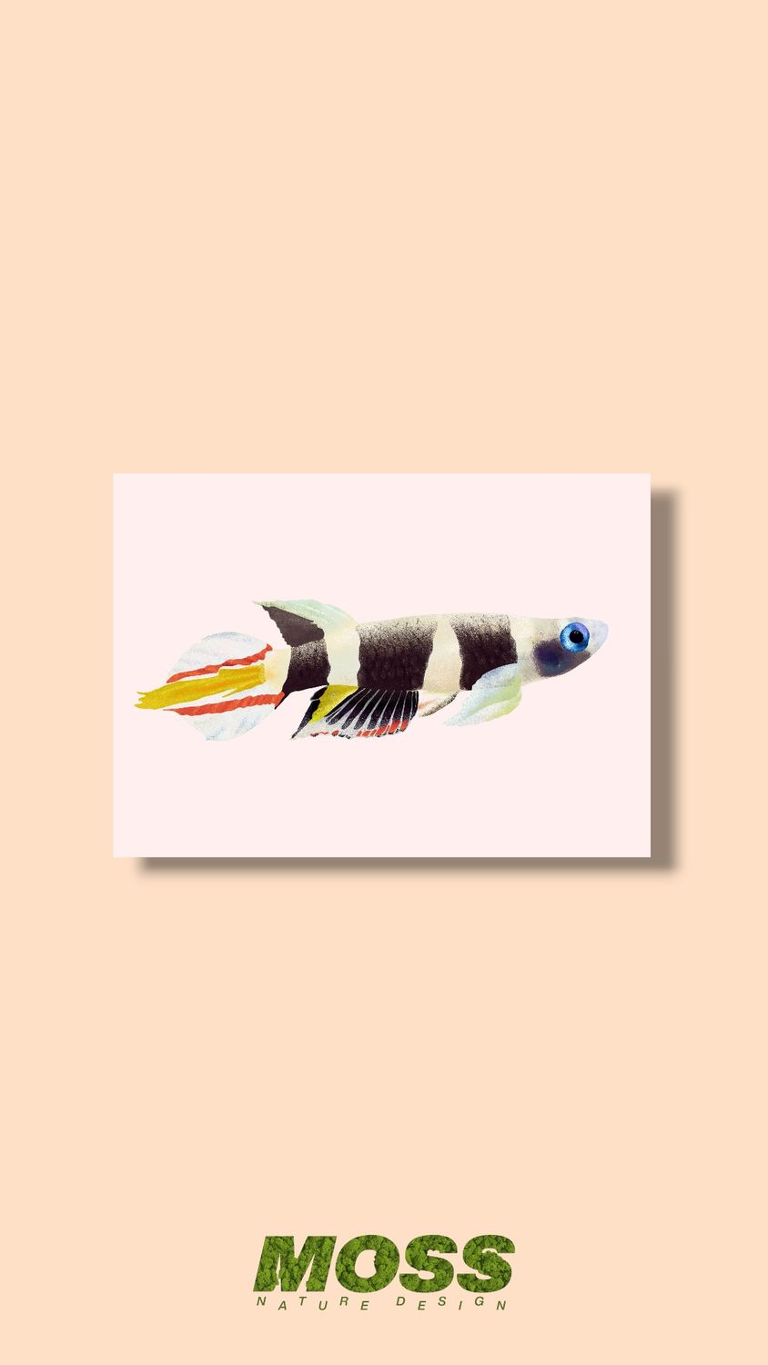 Rocket Killifish A5 Print