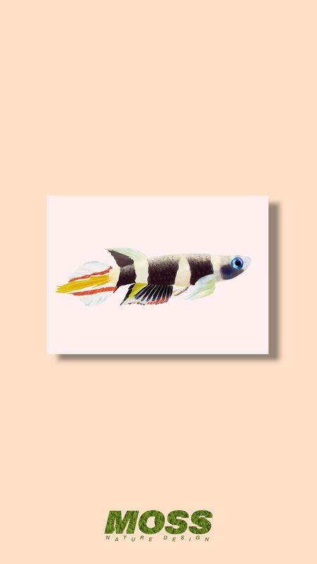 Rocket Killifish A5 Print