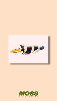 Rocket Killifish A5 Print