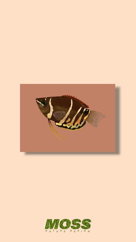 Chocolate Gourami A5 Print