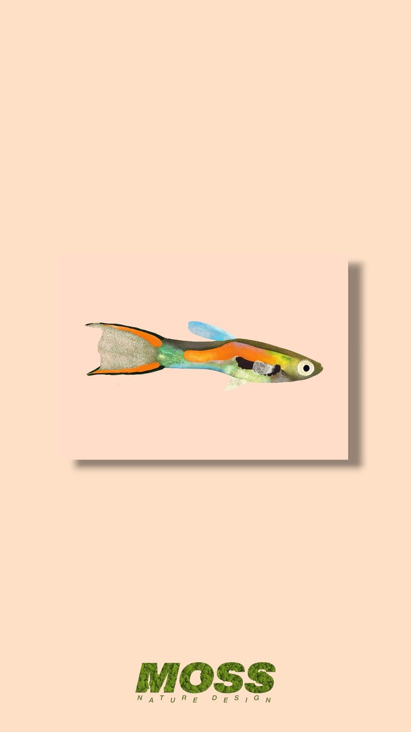Black Bar Endler A5 Print