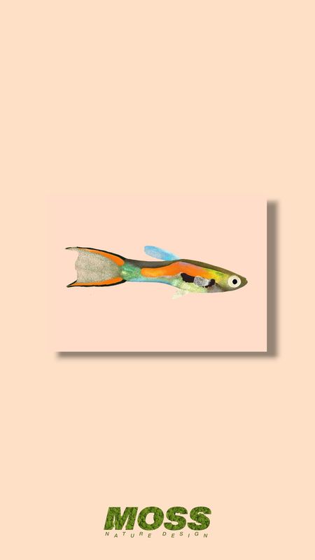 Black Bar Endler A5 Print