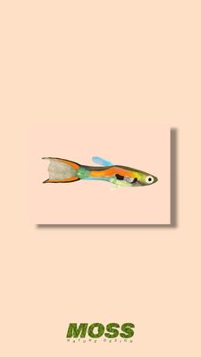 Black Bar Endler A5 Print