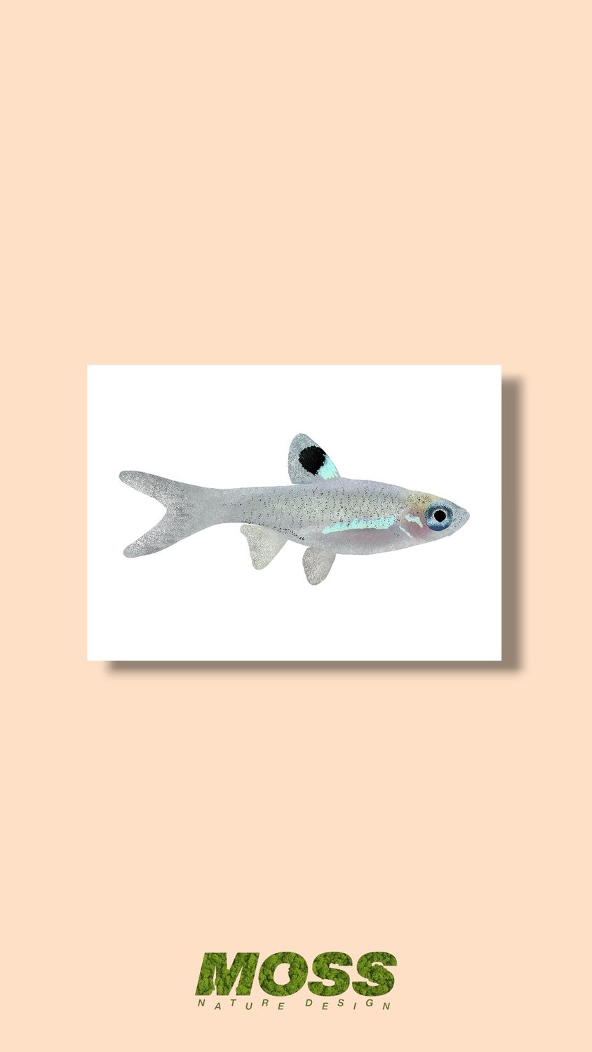 Emerald Eye Rasbora A5 Print