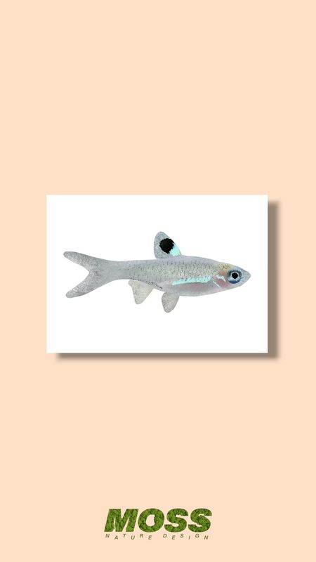 Emerald Eye Rasbora A5 Print
