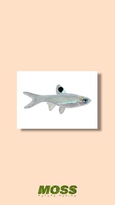 Emerald Eye Rasbora A5 Print