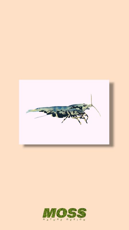 Boa Shrimp A5 Print