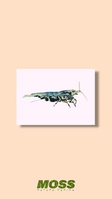 Boa Shrimp A5 Print