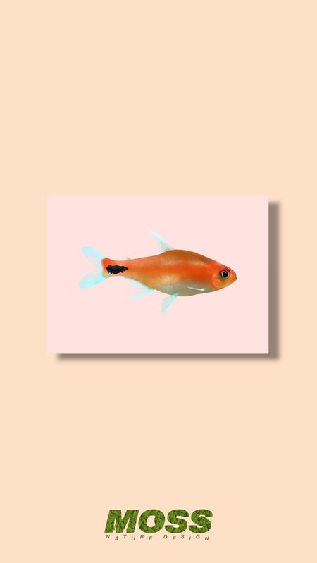 Ruby Tetra A5 Print