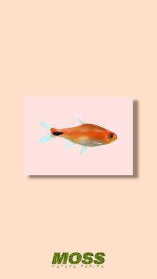 Ruby Tetra A5 Print