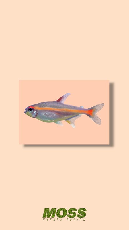 Glowlight Tetra A5 Print