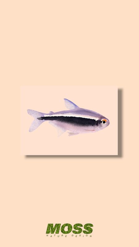 Black Neon Tetra A5 Print