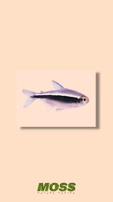 Black Neon Tetra A5 Print