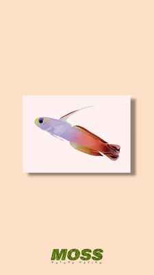 Firefish Goby A5 Print