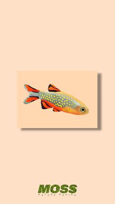 Celestial Pearl Danio A5 Print