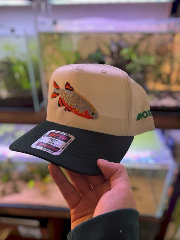 Celestial Pearl Danio 5 panel cap