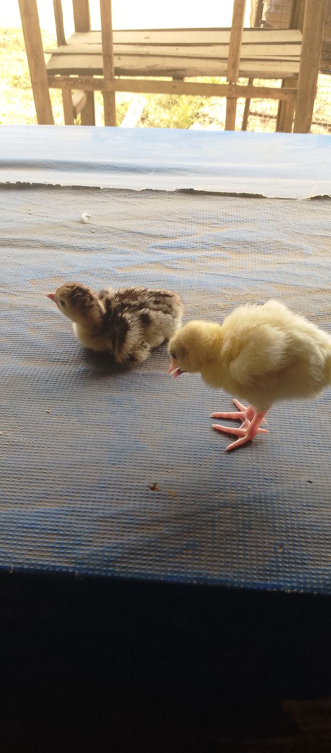 Day old Broiler, Noila, Cockrel, imported and local Turkey, imported and local duck, layers, guinea fowls. (Contact for current price)