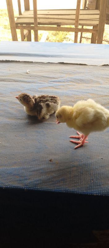 Day old Broiler, Noila, Cockrel, imported and local Turkey, imported and local duck, layers, guinea fowls. (Contact for current price)