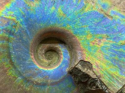 Ammonit / Fossilien