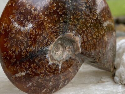 Sehr schöner grosser Ammonit 11cm