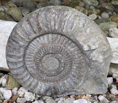 Gewaltiges JM altes Fossil über 17,6 Kg 40 cm