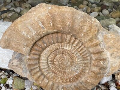 Gewaltiges JM altes Ammonit Fossil über 17,8 Kg 51cm