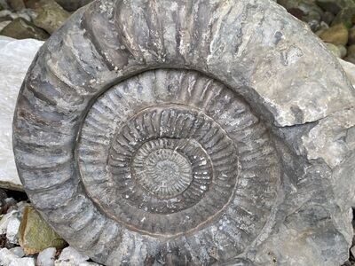 Gewaltiges JM altes Fossil Ammonit über 17,6 Kg 40 cm