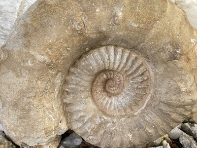 Prachtexemplar mehrere JM altes Fossil