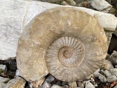 Prachtexemplar mehrere JM altes Fossil Ammonit