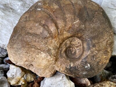 Fantastisches Beidseitiges JM altes Ammonit Fossil 17 cm