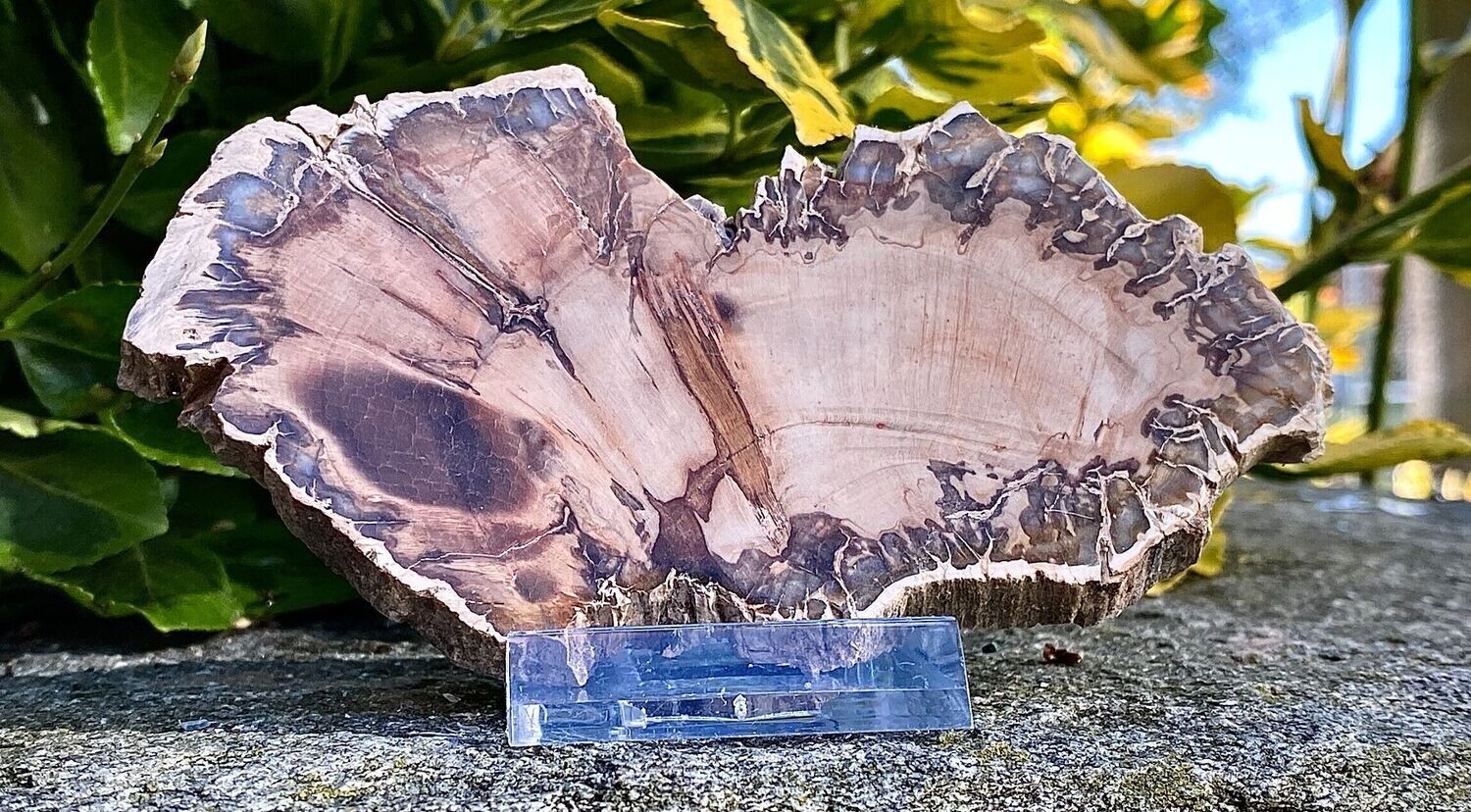Versteinertes Holz Schmetterling 118 mm