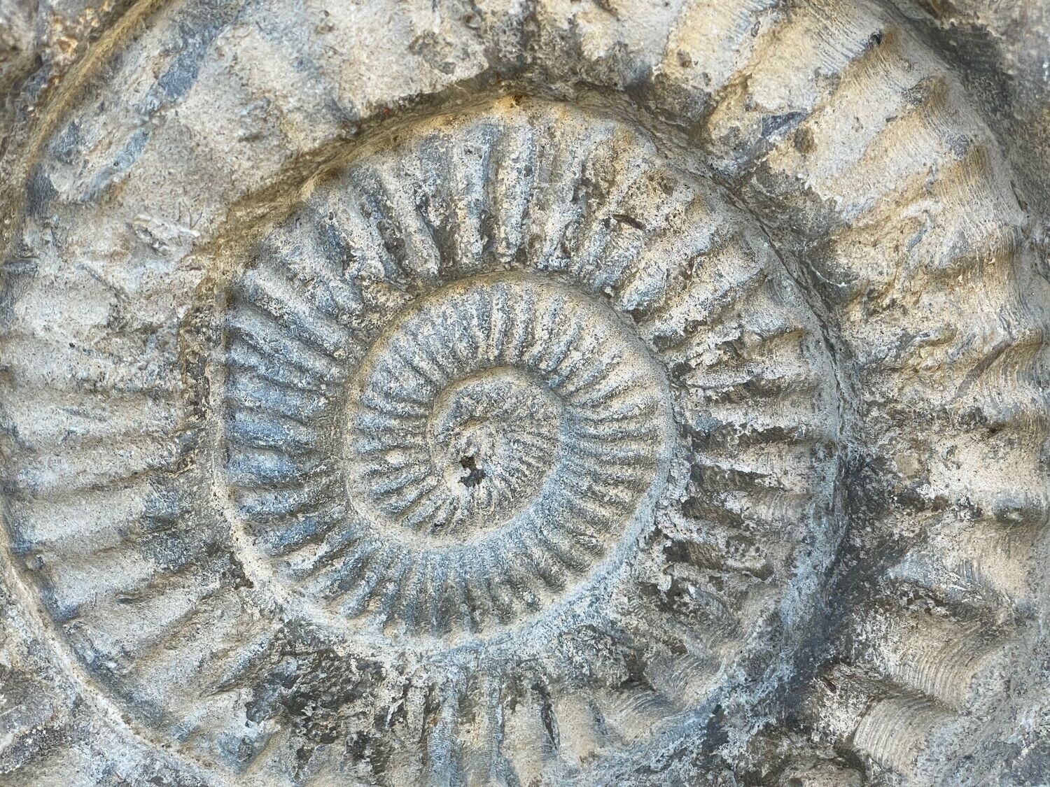 Gewaltiges JM altes Fossil 32,5 cm