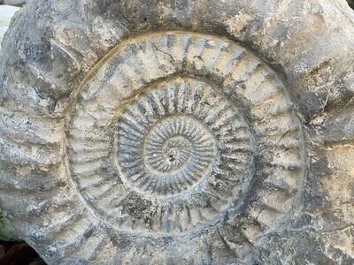 Gewaltiges JM altes Ammonit Fossil 32,5 cm