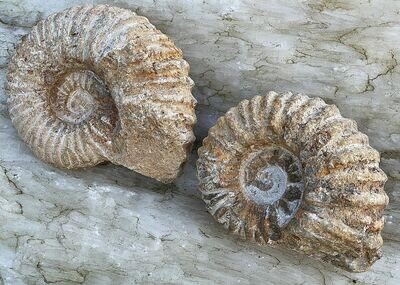 Zwei Fantastische Ammoniten Marokko