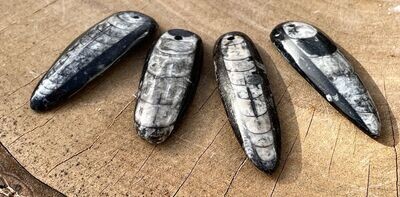 Orthoceras Anhänger gelocht