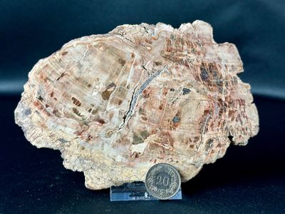 Versteinertes Holz mit mit Sensationeller Struktur 14,3 cm